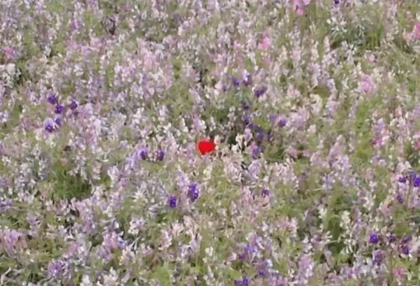 ホテル Agriturismo La Casa Di Botro