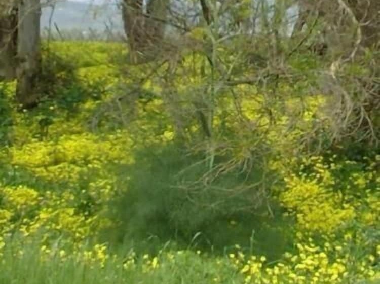 ホテル Agriturismo La Casa Di Botro