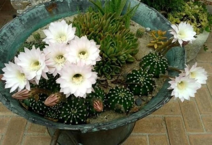 ホテル Agriturismo La Casa Di Botro