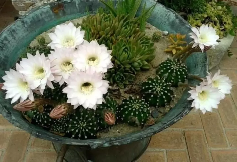 ホテル Agriturismo La Casa Di Botro