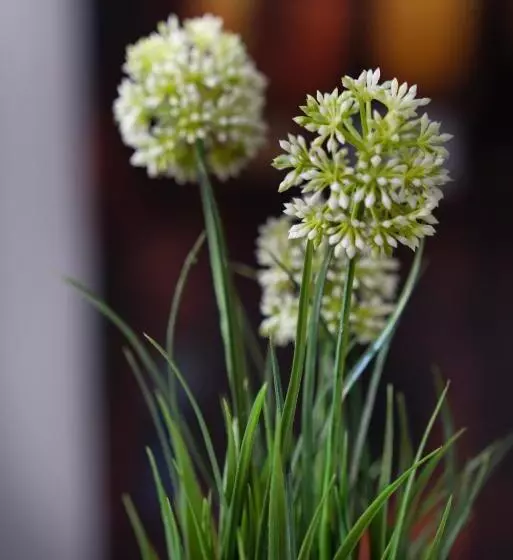 هتل Merulana Star