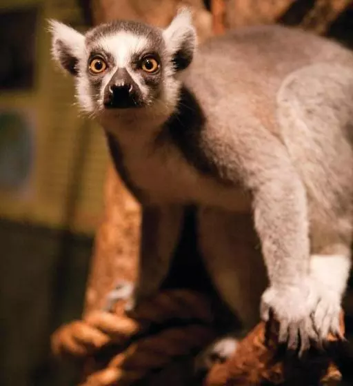 هتل Club Wyndham Towers On The Grove