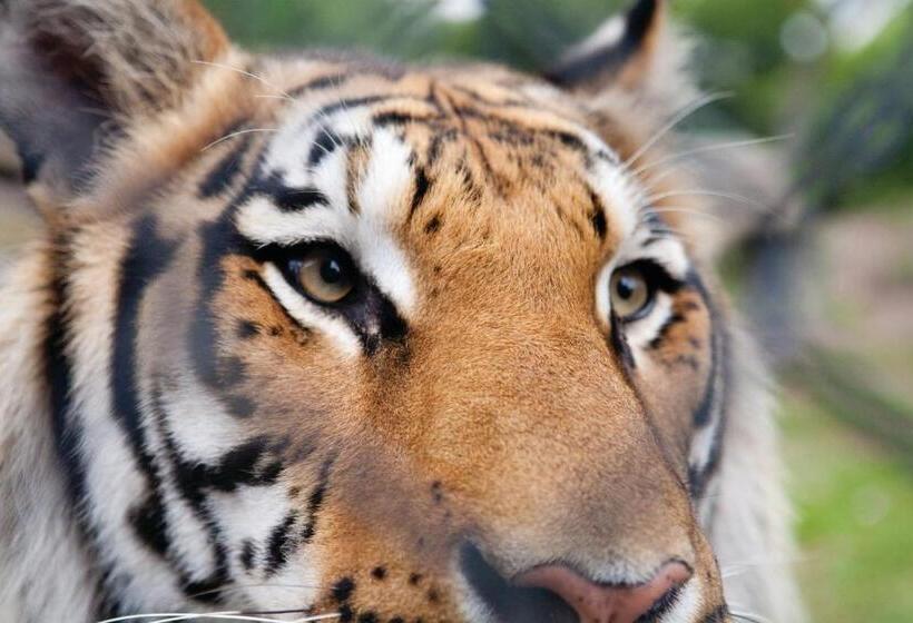 فندق Club Wyndham Towers On The Grove