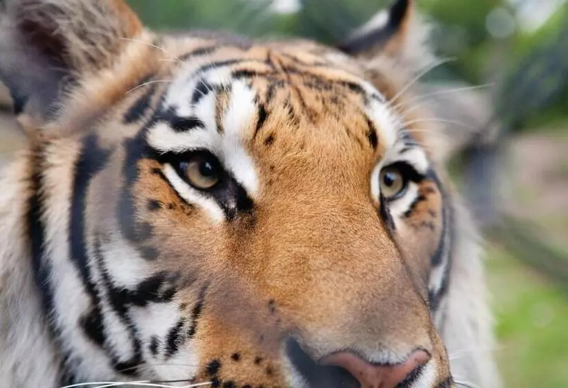 هتل Club Wyndham Towers On The Grove