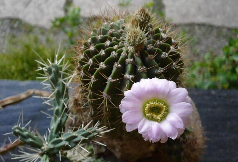 فندق El Hornero Spa