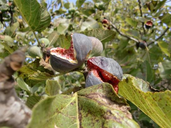 هتل روستایی Agroturisme Perola Only Adults