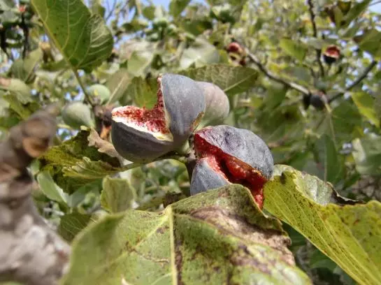 乡村酒店  Agroturisme Perola   Only Adults