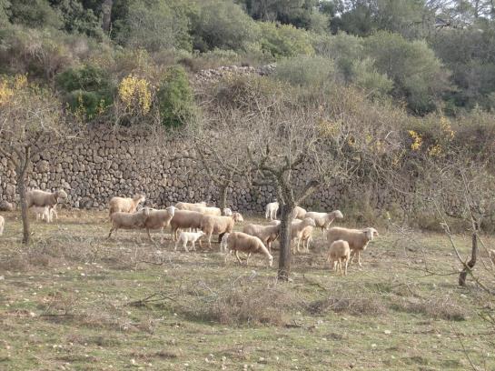 هتل روستایی Agroturisme Perola Only Adults