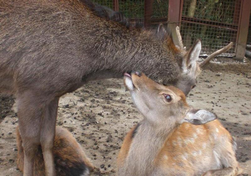 Kamenoi Hotel Aso Park Resort