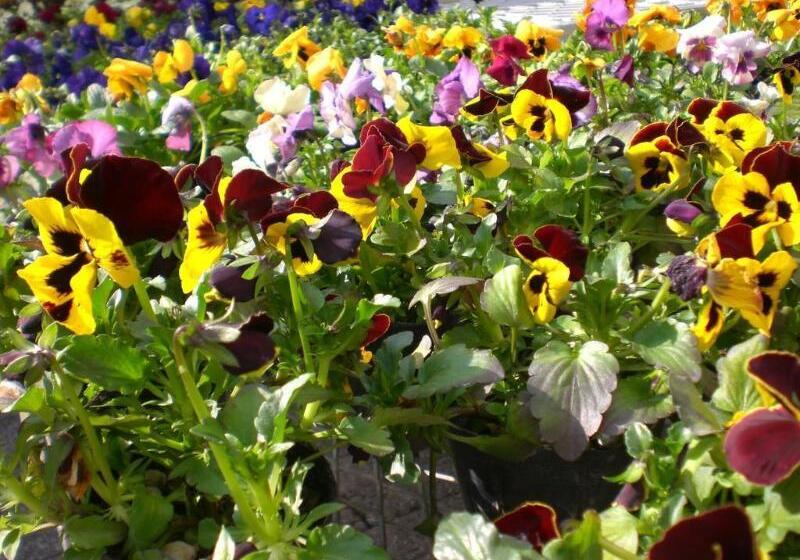 Kamenoi Hotel Aso Park Resort