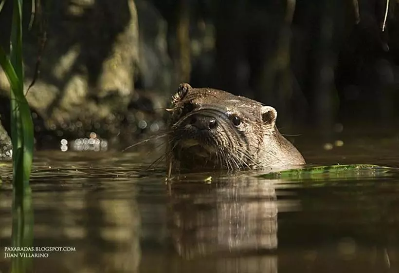 Fervenza Casa Grande & Restaurante