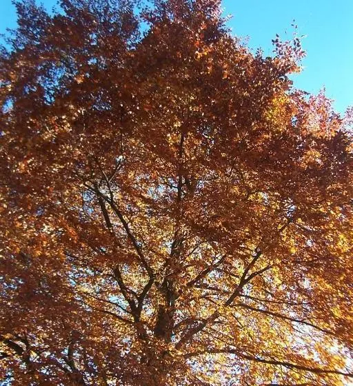 ホテル Gästehaus Rübezahl