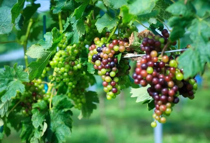 בית מלון כפרי Winery Hill