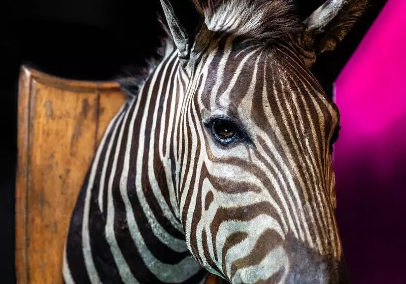 Hux Hotel, Kensington