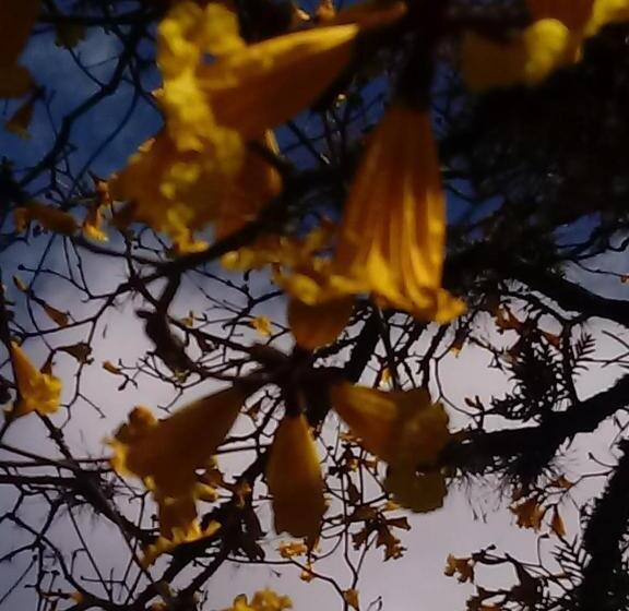 ペンション Casalta Pousada