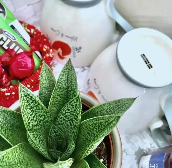 پانسیون Fox View Guesthouse