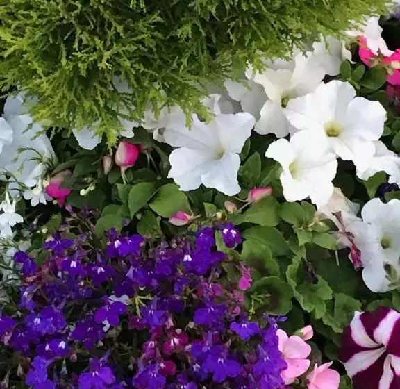 پانسیون Fox View Guesthouse