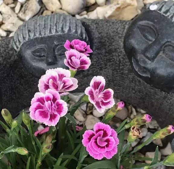 پانسیون Fox View Guesthouse