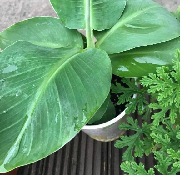 Pensão Fox View Guesthouse