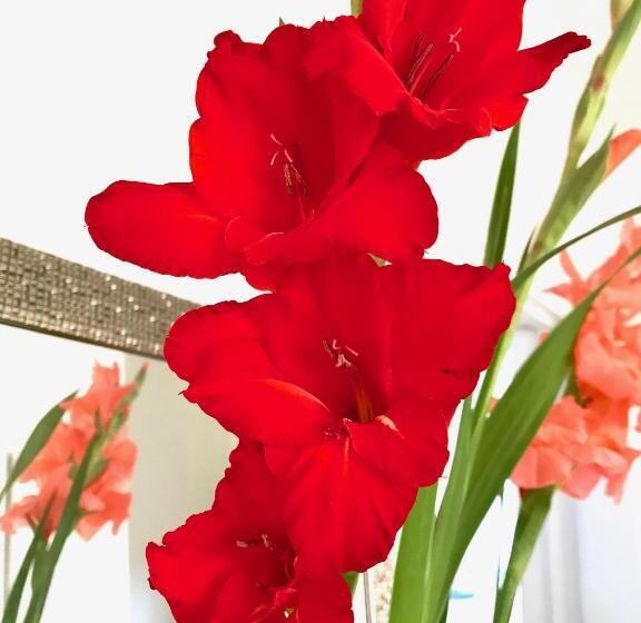 Pensão Fox View Guesthouse