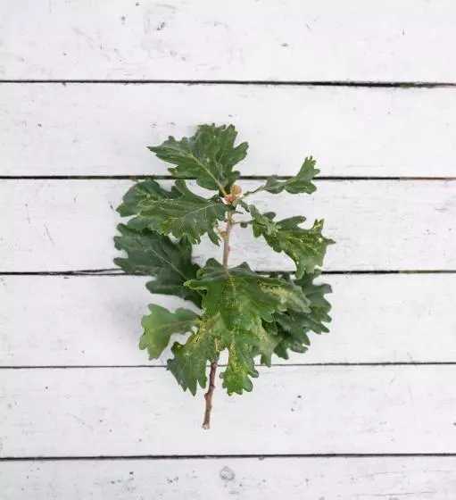 Aamiaismajoitus (B&B) Oak Tree 114 Bnb