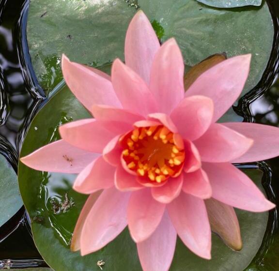 住宿加早餐 Sapphire Garden