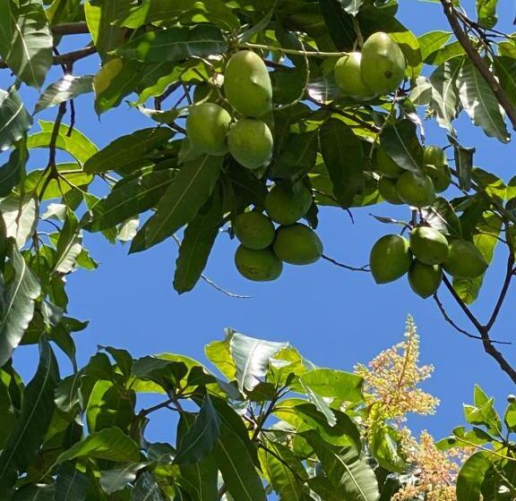 住宿加早餐 Sapphire Garden