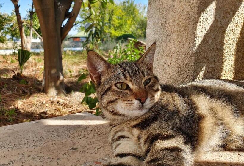 Dilek Agaci Butik Otel