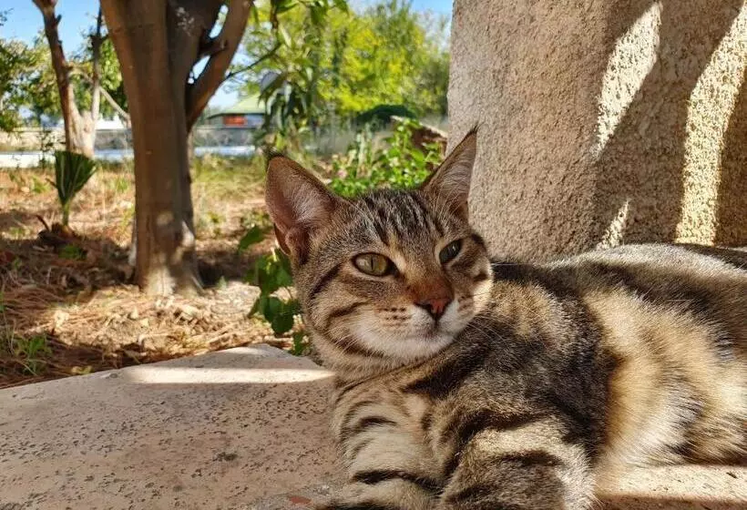 Dilek Agaci Butik Otel