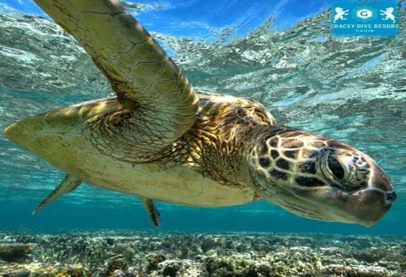 Reddoorz Plus @ Gracey Dive Resort Dumaguete