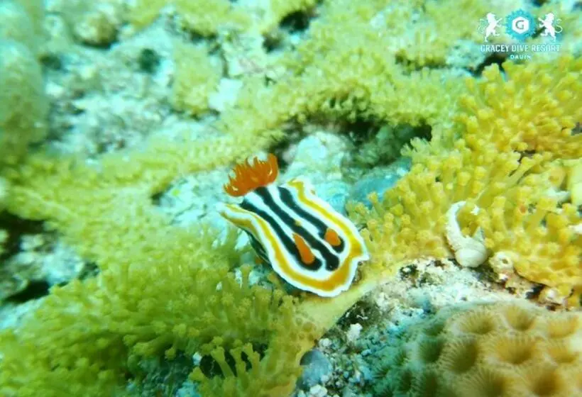 Reddoorz Plus @ Gracey Dive Resort Dumaguete