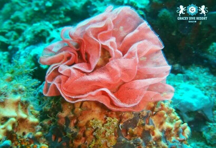 Reddoorz Plus @ Gracey Dive Resort Dumaguete