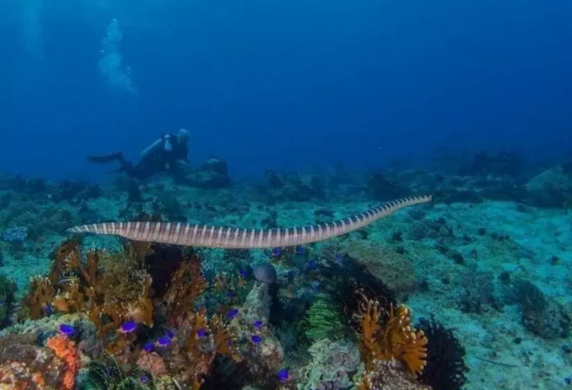 Reddoorz Plus @ Gracey Dive Resort Dumaguete