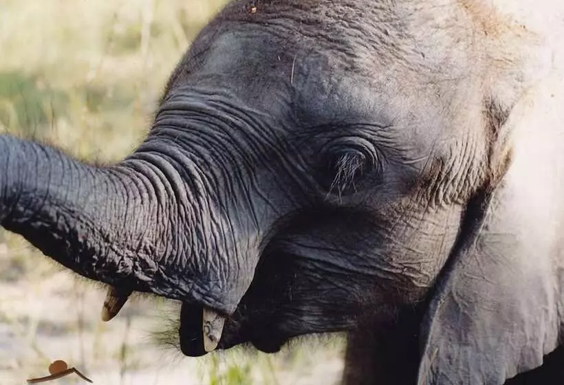 هتل Chaminuka Lodge And Nature Reserve