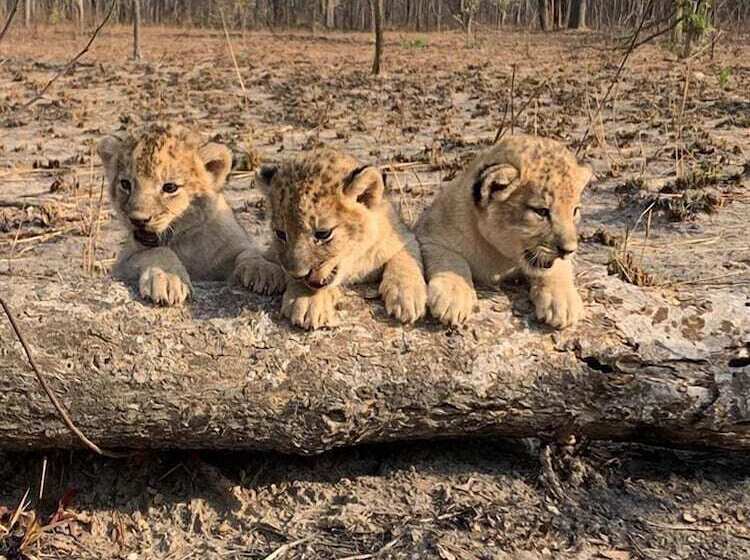 هتل Chaminuka Lodge And Nature Reserve