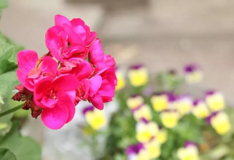 ペンション Seizanso