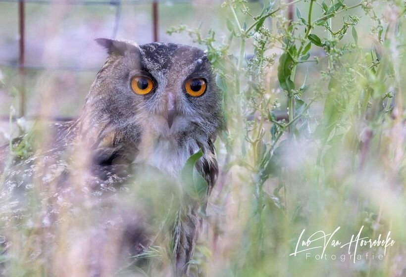 Palacio Viejo De Las Corchuelas