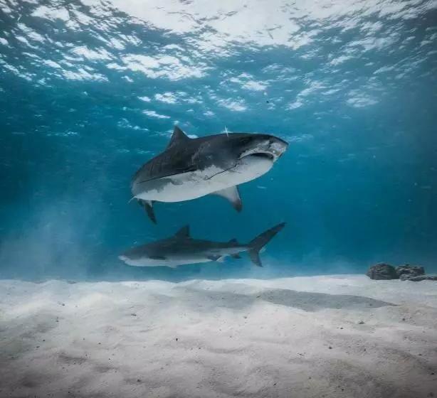 پانسیون Sameydhaan Inn Fuvahmulah Maldives