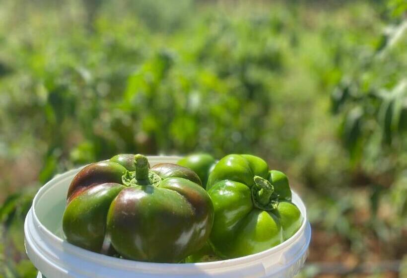 호텔 Rritja E Koranit