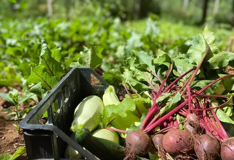 ホテル Rritja E Koranit