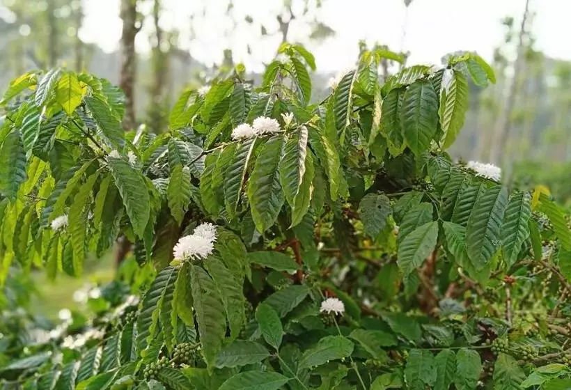 Aamiaismajoitus (B&B) The Suvistara Wayanad Kerala