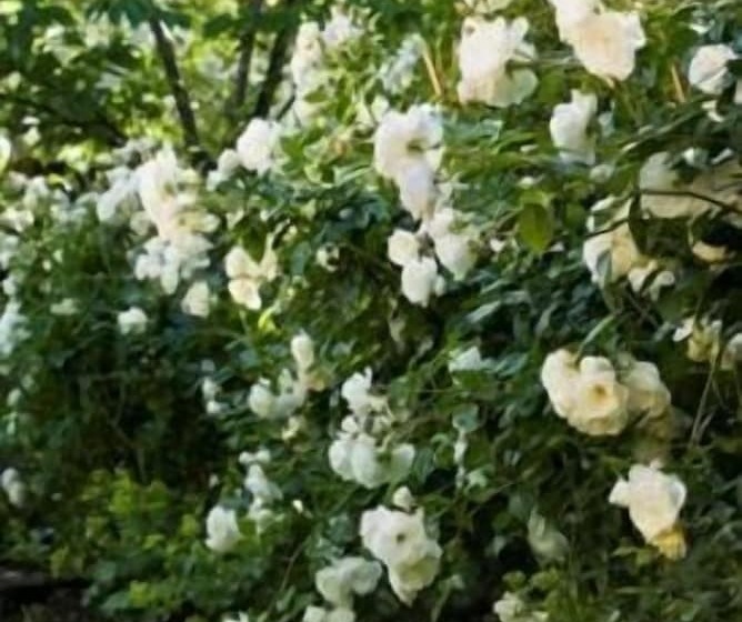 ホテル Arrowtown House Boutique