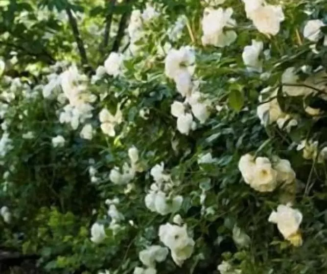 호텔 Arrowtown House Boutique