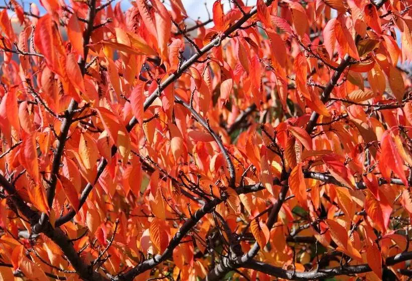 호텔 Arrowtown House Boutique