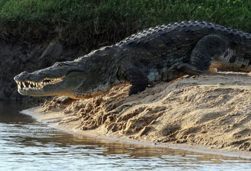 בית מלון כפרי Aravali Nature Luxury Camp