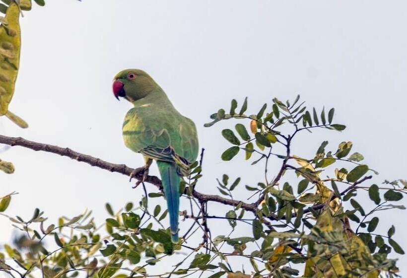 בית מלון כפרי Aravali Nature Luxury Camp