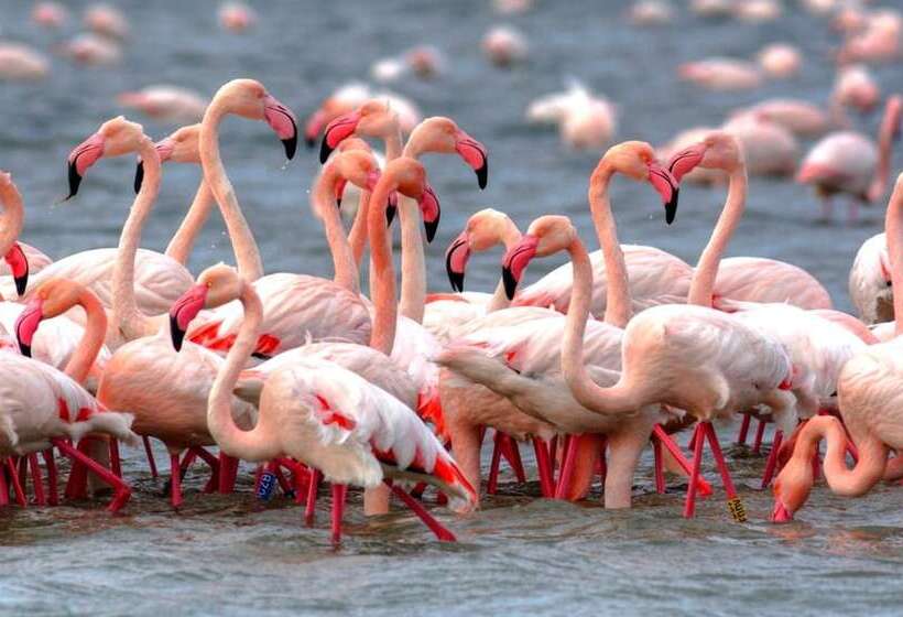 בית מלון כפרי Aravali Nature Luxury Camp