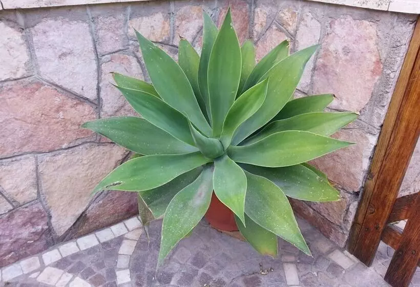 تختخواب و صبحانه Villa Pollio