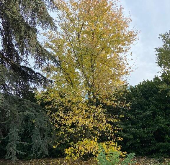 تختخواب و صبحانه Acero Giallo