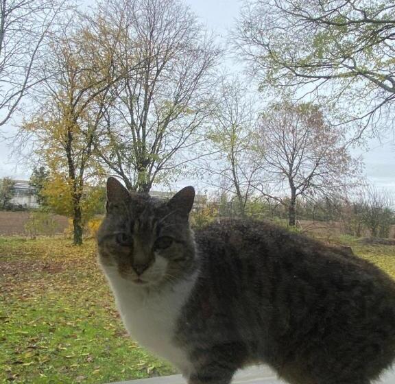 تختخواب و صبحانه Acero Giallo